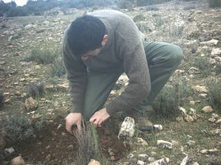 REPOBLACION 01  ECOLOGIA